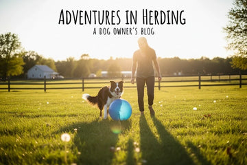 Is Inflatable Dog Herding Ball Safe for Daily Outdoor Play?