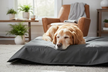 Senior Dog Incontinence: Causes & Gentle Home Care Solutions
