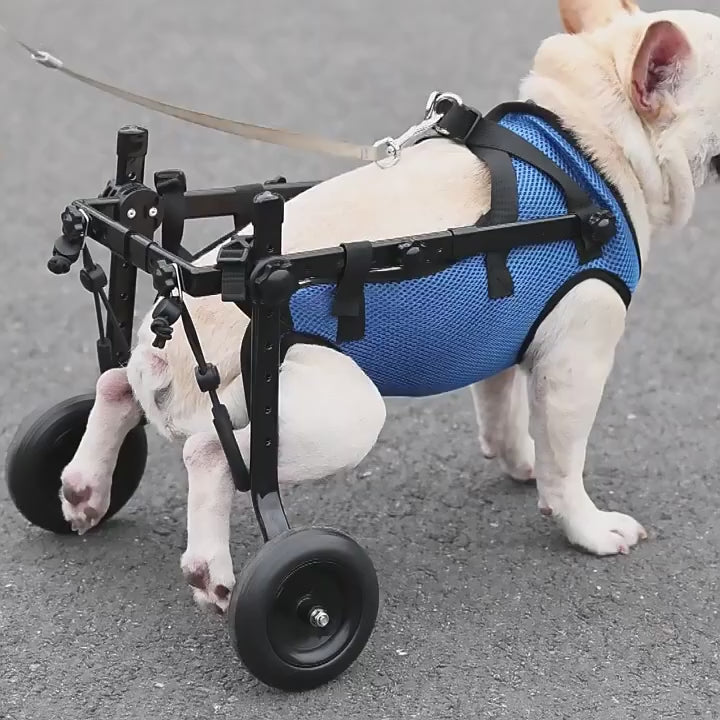 DogForti Adjustable Dog Wheelchair – 6-Way Fit, Foldable Hind Leg Support for Disabled Senior Dogs PD60260