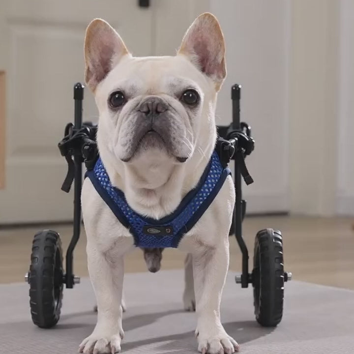 DogForti Dog Wheelchair for Hind Legs – Metal Frame Mobility Aid for Disabled Small Medium Dogs PD60260
